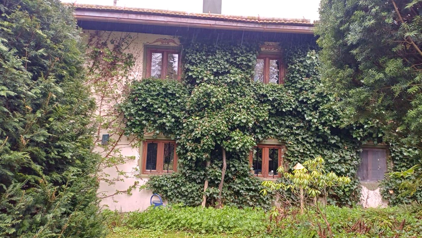 Efeubewachsene Nordseite des Hauses zwischen alten Eiben